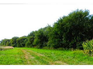 Property photo 11 - LAND AUCTION - 314+/- ACRES OFFERED IN 4 TRACTS IN WHITE COUNTY, INDIANA
